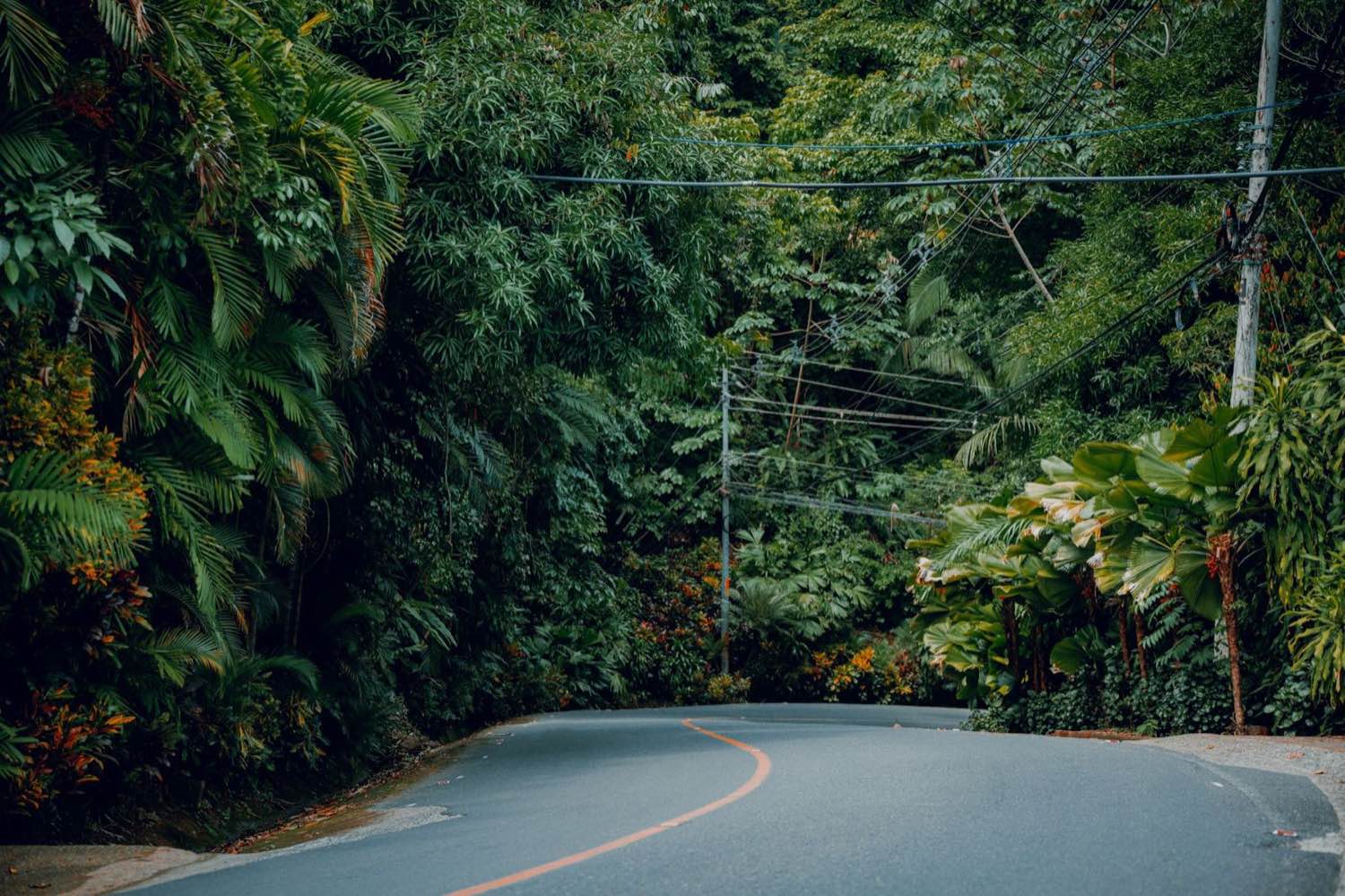 Costa Rica jungle road winding through the rainforest