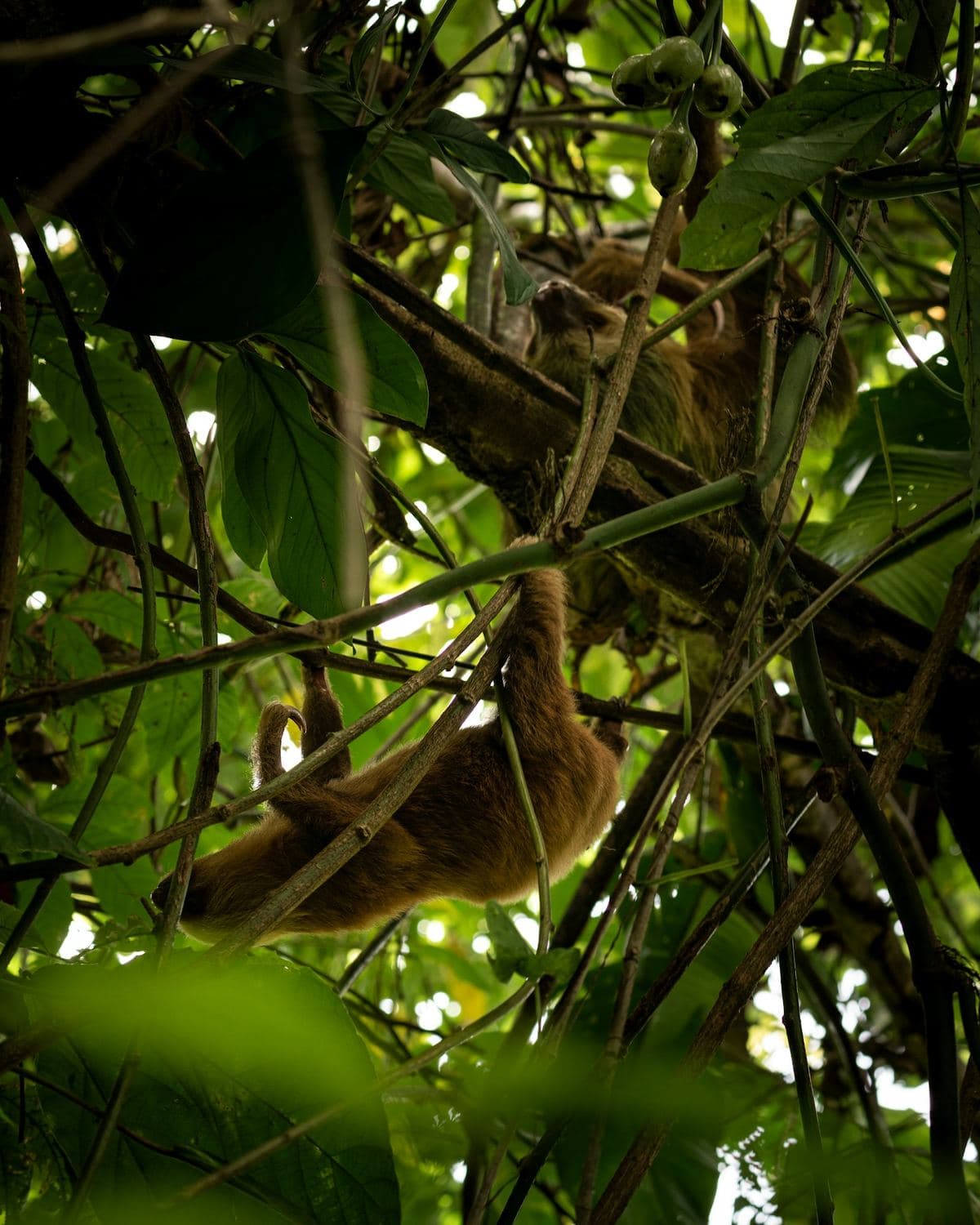 Sloth hanging in a tree in Costa Rica — a wildlife highlight for kids