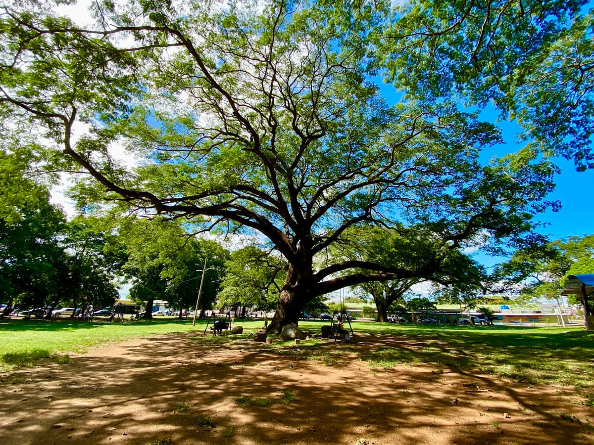 Iconic Guanacaste tree and dry-tropical landscape near Liberia, Costa Rica