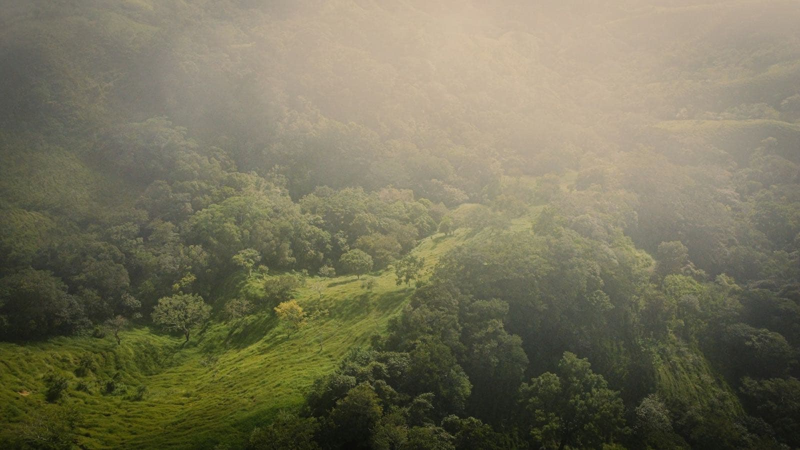 Aerial view of the misty Monteverde cloud forest canopy in Costa Rica