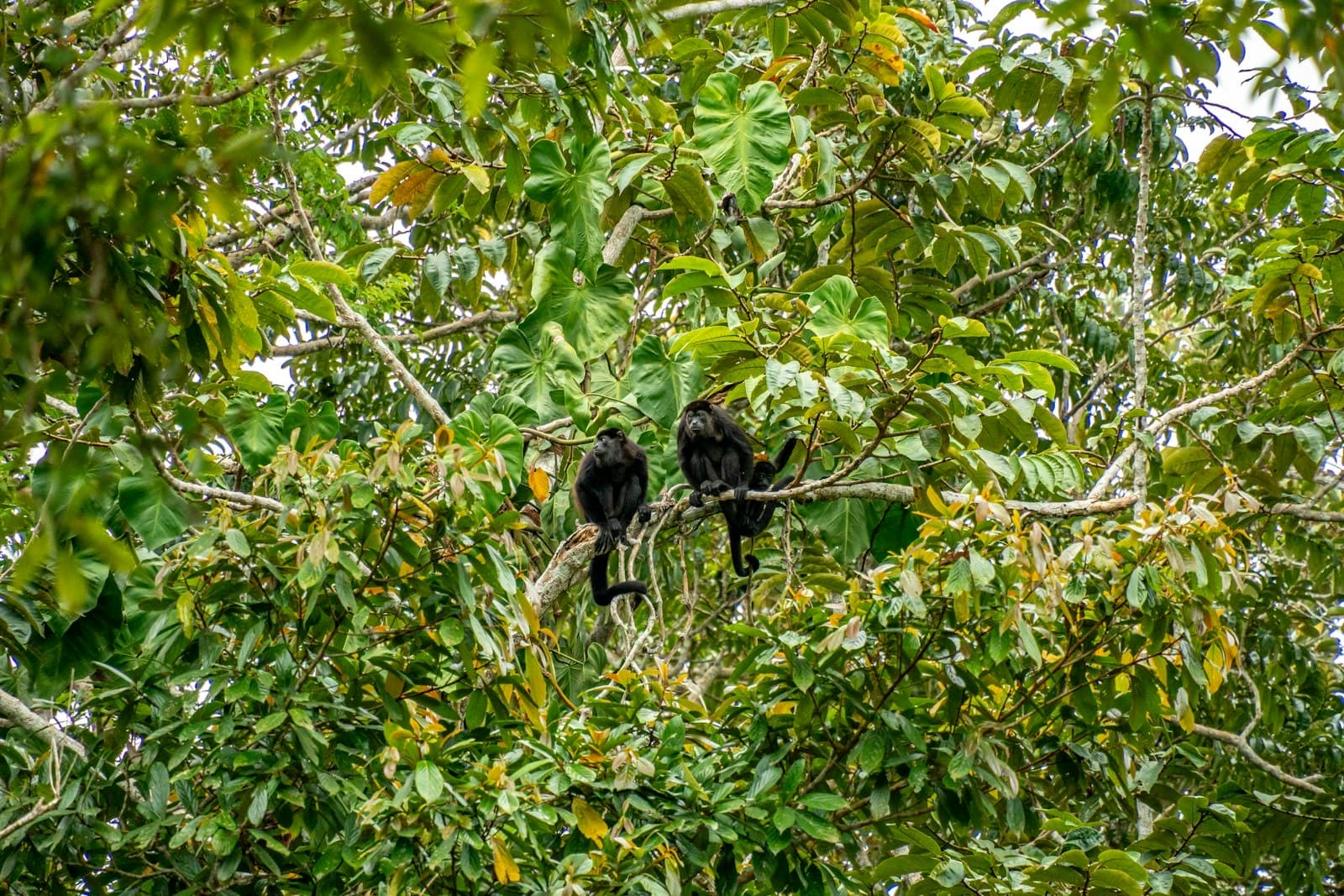 Caño Negro Wildlife Refuge Boat Tour