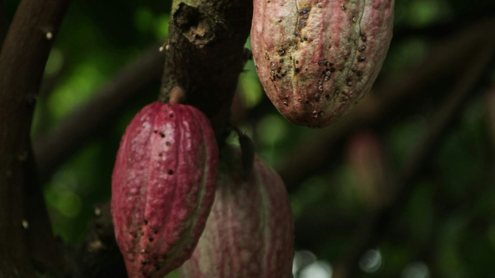 Coffee, Chocolate & Sugar Cane Tour
