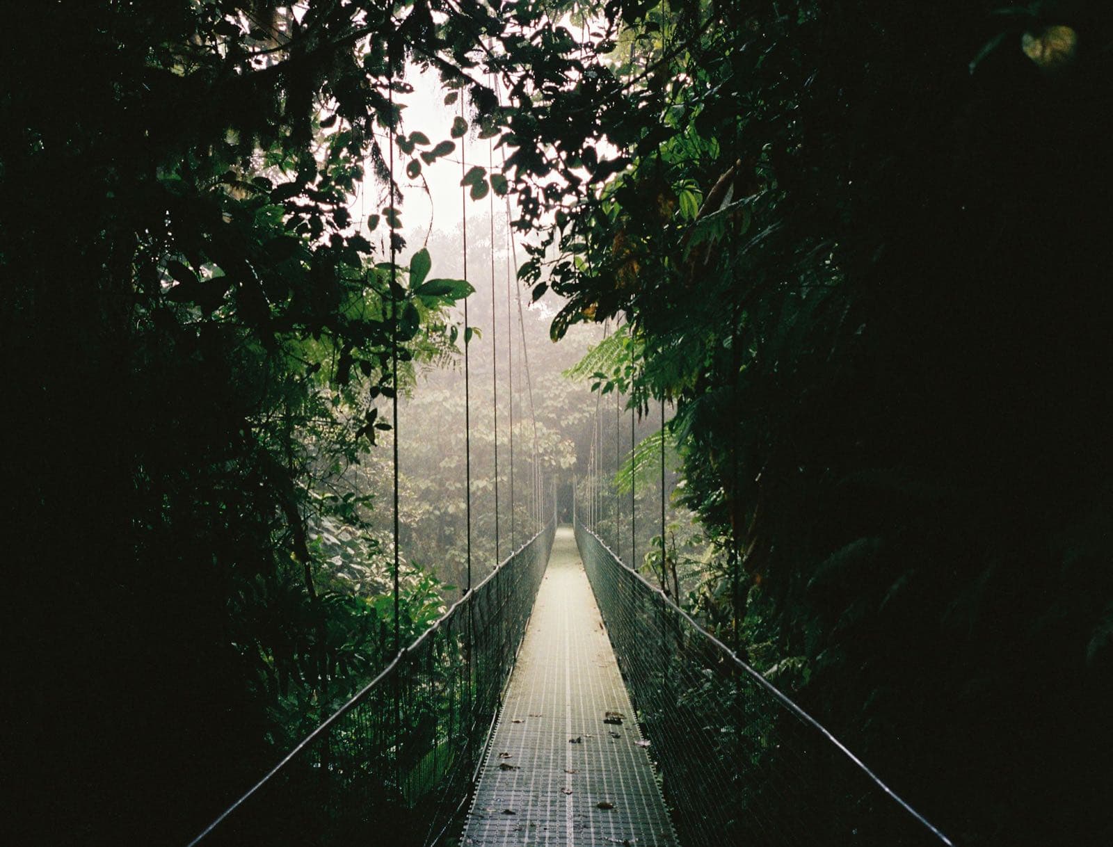 Mistico Hanging Bridges + La Fortuna Waterfall + Lunch