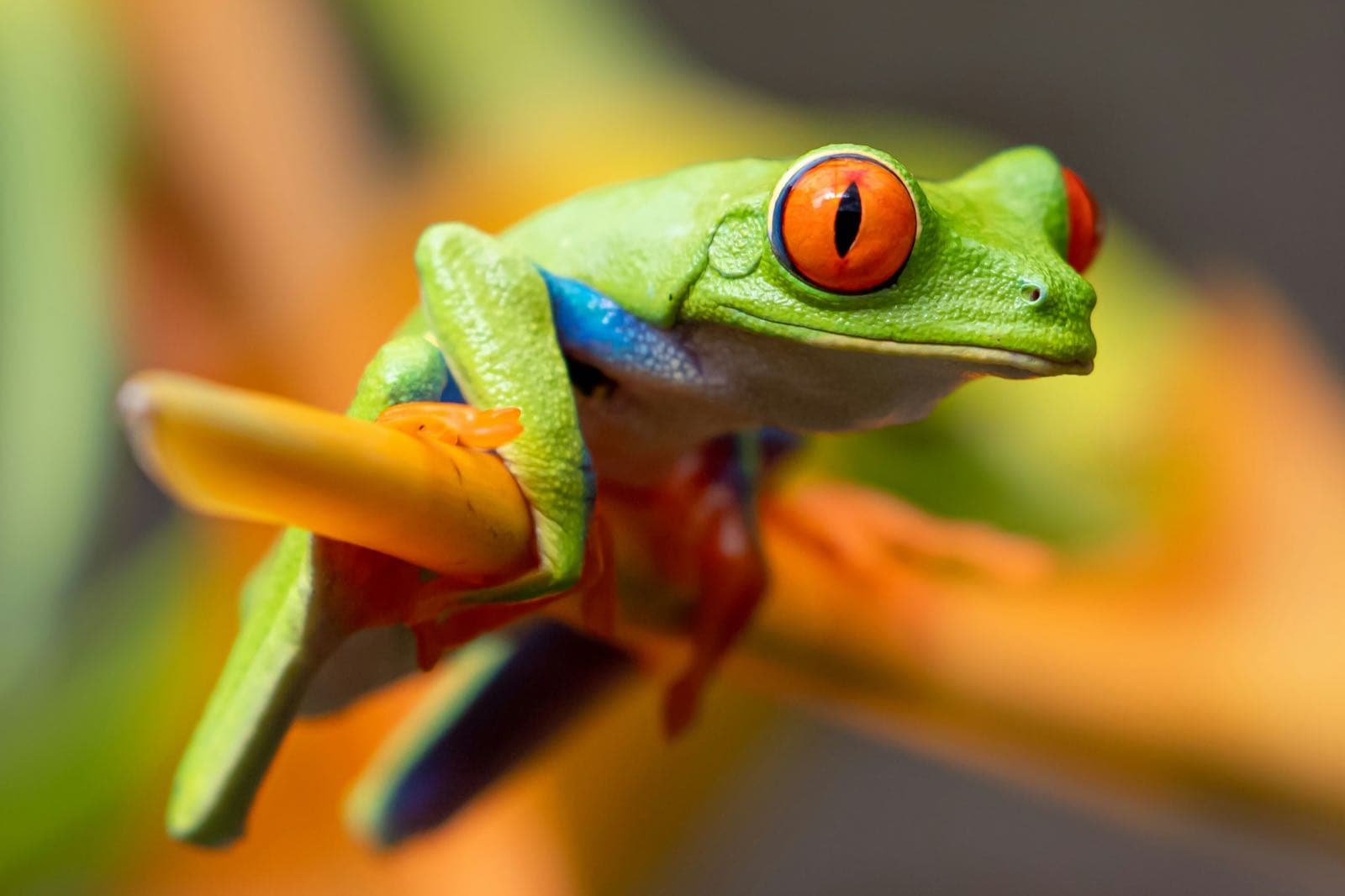 Twilight Tour — Sloth Watching + Night Wildlife Walk
